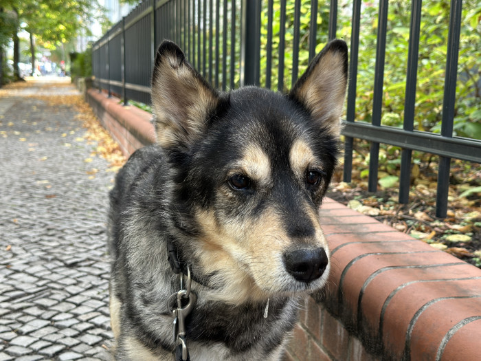 Auffällig ist, dass der Hintergrund bei nahen Objekten auch ohne den Porträtmodus bereits eine schöne Unschärfe aufweist. (Bild: Tobias Költzsch/Golem.de)